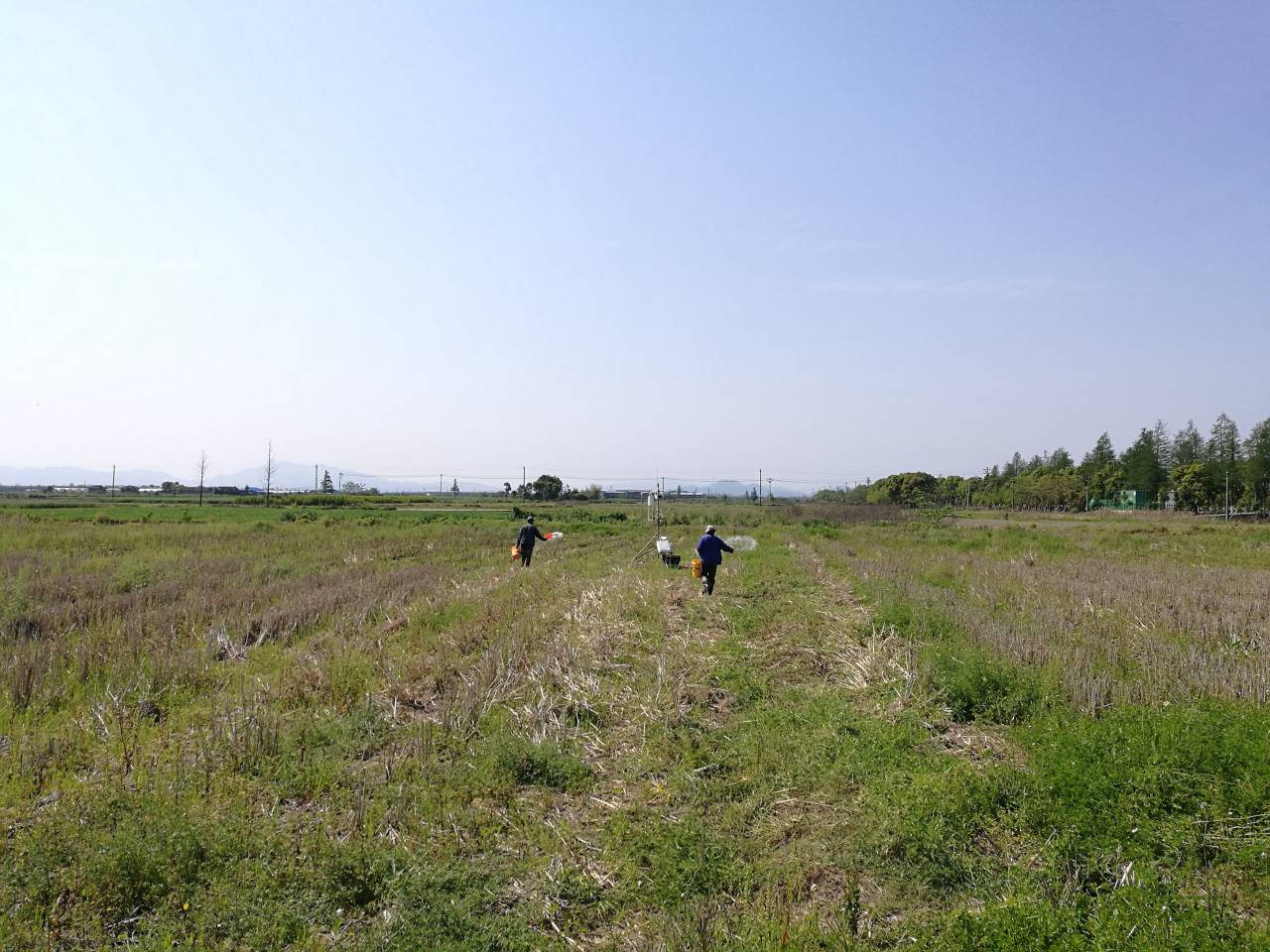 Ammonia flux was measured after fertilization in paddy fields